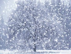 Snowy%20tree